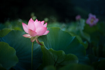 Obraz premium 美しく咲く蓮の花