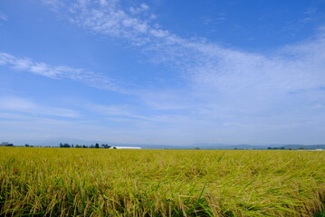 実りの稲穂 日本の秋 お米 収穫 農業 自然 ご飯 白米収穫 農業 自然 福島 喜多方 会津盆地