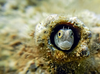Small fish  of the Red Sea, belongs to the family Blennidae, its scientific name is Lance blenny (Aspidontus dussumieri), it inhabits refuges of coral reefs