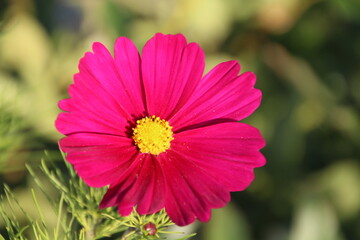 Cosmos In Bloom, Edmonton, Alberta