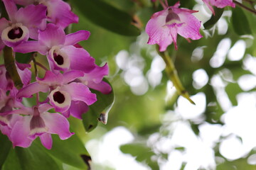 木漏れ日の中の淡い紫の蘭の花
A pale purple orchid in the sunlight through the trees.