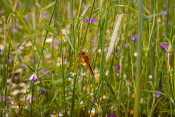 green and colorful plants and flowers on the forest glade