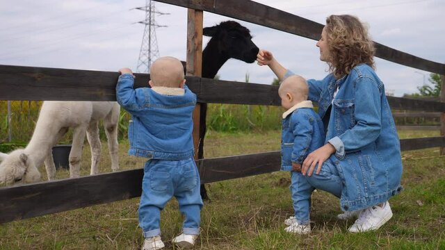 Family Day At The Farm. Young Mom Showing Her Twin Babies Alpacas. All Three In Matching Denim Outfits. Learning Kids To Love Nature Concept. 