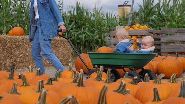 Fun and educational day at pumpkin patch. Mom carrying her baby twins in a cart through field with pumpkins 