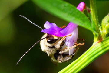夢中で吸蜜しているかわいいミツバチのクローズアップ