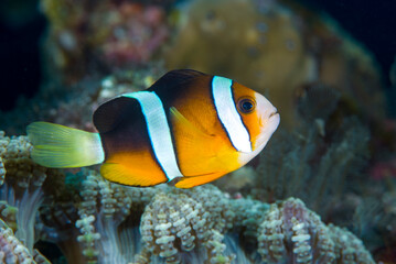 Naklejka na ściany i meble Anemonefish - clown fish - Amphiprion clarkii. Underwater world of Tulamben, Bali, Indonesia.
