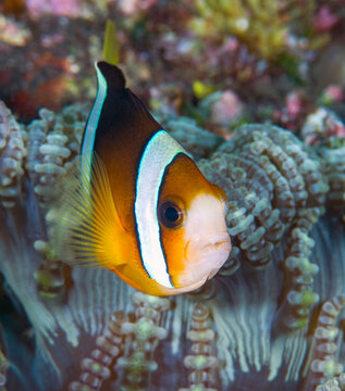 Clarkii Bilder Durchsuchen 1,167 Archivfotos, und