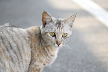 Obraz premium 振り向く野良猫