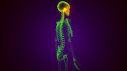 3d render of human skeleton temporal bone anatomy
