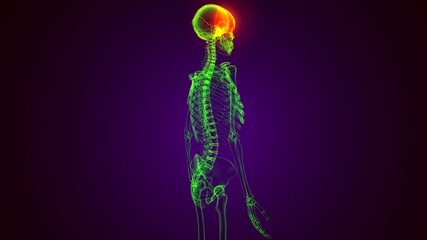 3d render of human skeleton temporal bone anatomy