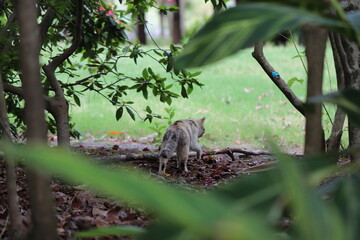パトロール開始する野良猫の後ろ姿
A stray cat that starts patrol.