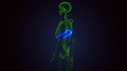 Human skeleton anatomy Rib Cage 9th Bone 3D Rendering .
