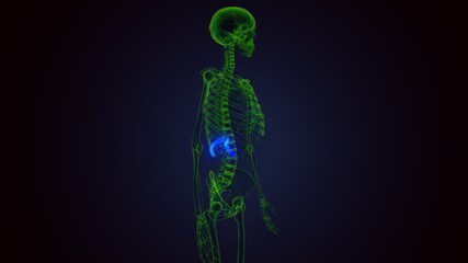 3d render of human skeleton anatomy rib cage 10th bone anatomy

