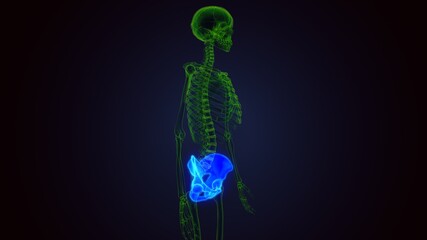 3d render of human selection hip bone anatomy 