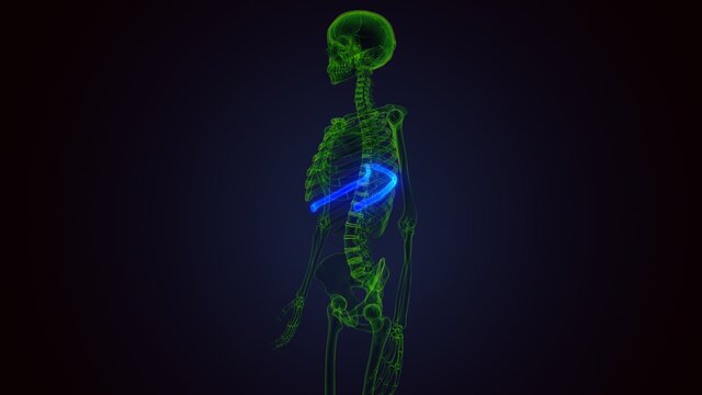 Human skeleton anatomy Rib Cage 9th Bone 3D Rendering .
