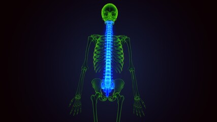 3d render of human skeleton spinal bone anatomy