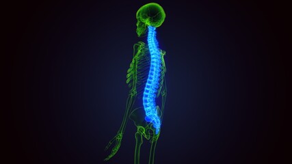 3d render of human skeleton spinal bone anatomy