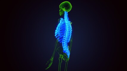 human skeleton axial Skeletal anatomy 3D Illustration
