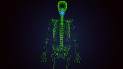 3d render of human skeleton cervical vertebrae anatomy