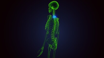 3d rendered medically accurate illustration of the thoracic spine