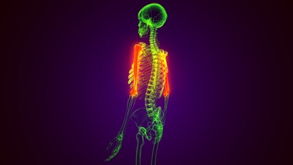 3d render of human skeleton Humerus Bone anatomy  © PIC4U