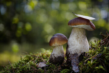 Beautiful Boletus edilus mushrooms in forest. White Boletus mushrooms in green moss.