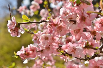 Fototapeta na wymiar 日本の春の花・満開の木瓜（ぼけ）