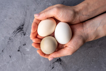 Women's hands are carefully holding three raw village eggs with shells of different unusual colors. Gray background
