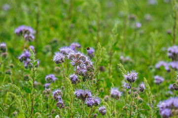eine Wiese voller Bienenkraut und Wildblumen mit vielen Insekten im Frühling
