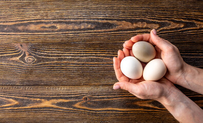 Women's hands are carefully holding three raw organic eggs with shells of different unusual colors. Wooden background