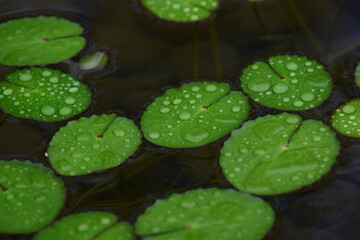 池に浮かぶ小さい円いたくさんの水草