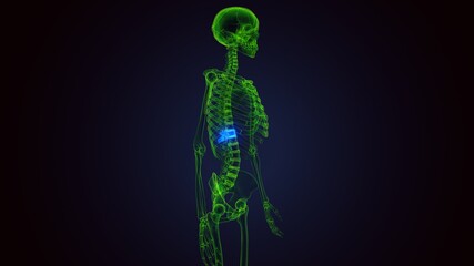 3d render of human skeleton thoracic vertebrae bone anatomy