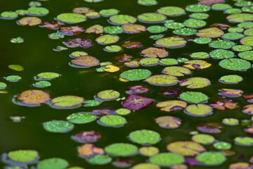 池に浮かぶ小さい円いたくさんの水草