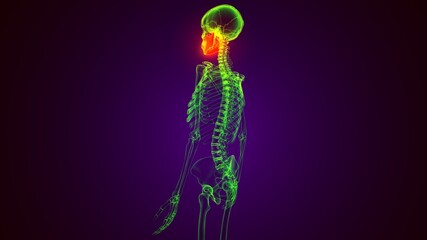 3d render of skeleton Maxilla Bone Anatomy .