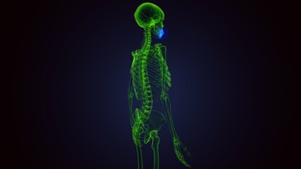 3d render of human body Maxilla Bone anatomy