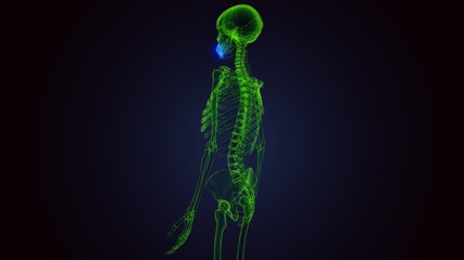  Human Skeleton Skull Maxilla Bone Anatomy .3D Illustration
