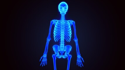 Fototapeta na wymiar 3D Illustration Human Skeleton Anatomy.