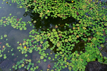 池に浮かぶ小さい円いたくさんの水草