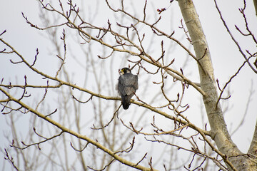 A peregrine falcon perching on the branch.  Vancouver BC Canada
