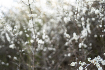 blurred digital background spring blossom branches concept 