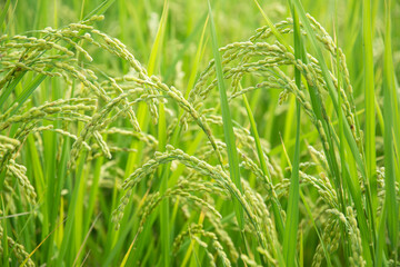 稲穂　