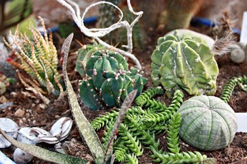 green small succulent plants in the pots close up