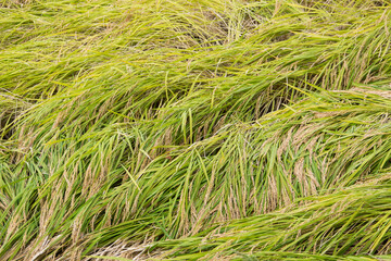 稲穂　