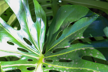 close up of green leaves