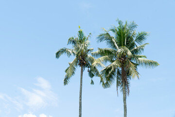 Naklejka premium Coconut trees on bright sky, Ant eye view.