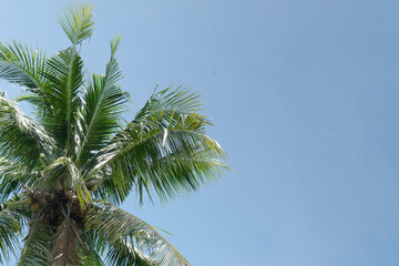 Coconut trees on bright sky, Ant eye view.