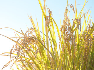 稲穂　