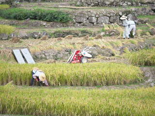 棚田（四谷千枚田ー愛知県新城市）