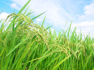 稲穂　