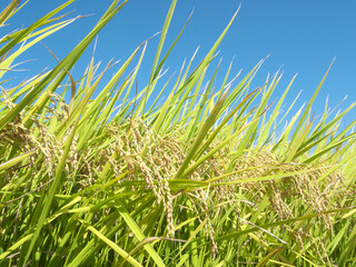 稲穂　